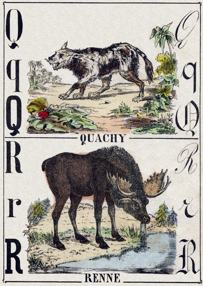 Bogstav Q Quachy (sydamerikansk løvehund); R Rensdyr. Indgravering i "" Alphabet des animaux sauvages "". 9. serie. Billede af Epinal, Pellerin, trykkeri-udgiver, ca. 1870. Graveringer på træ, stencileret. 16 sider. Mål: 20 x 15 cm. Privat samling af French School