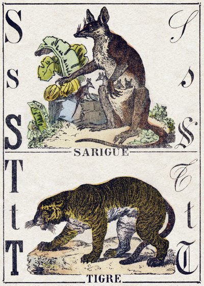 Bogstav S Sarigue (Opossum); Tiger. Indgravering i "" Alphabet des animaux sauvages "". 9. serie. Billede af Epinal, Pellerin, trykkeri-udgiver, ca. 1870. Graveringer på træ, stencileret. 16 sider. Mål: 20 x 15 cm. Privat samling af French School