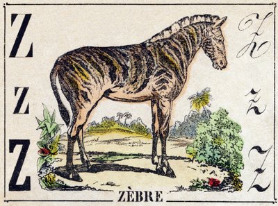 Bogstav Z Zebra. Indgravering i "Wild Animals Alphabet". 9. serie. Billeder af Epinal, Pellerin, trykkeri-udgiver, ca. 1870. Graveringer på træ, stencileret. 16 sider. Størrelse: 20 x 15 cm. Privat samling af French School