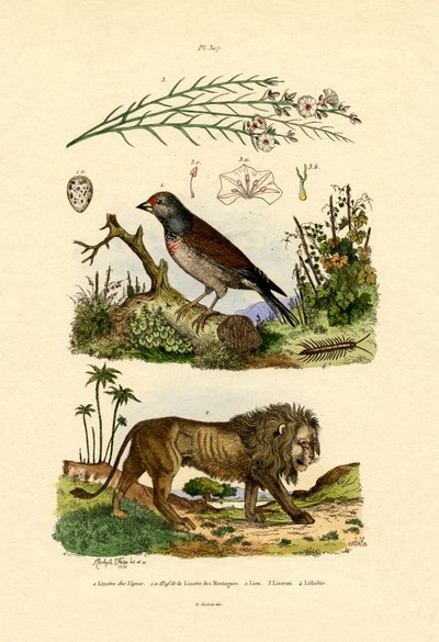 Linnet, 1833-39 af French School