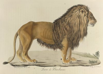 Barbary løve. En barbarisk løve, fra 