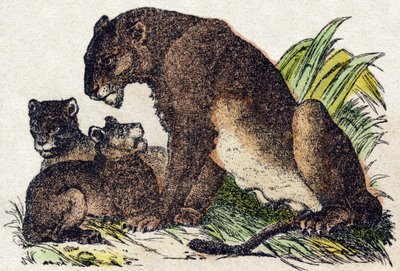 Løvinde. Indgravering i "" Alphabet des animaux sauvages "". 9. serie. Billede af Epinal, Pellerin, trykkeri-udgiver, ca. 1870. Graveringer på træ, stencileret. 16 sider. Mål: 20 x 15 cm. Privat samling af French School