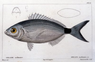 Den almindelige oblade efter "Natural history of fish" af Cuvier, Valenciennes, Paris af French School