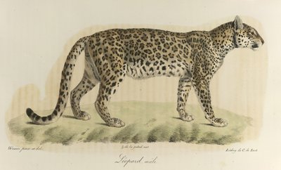 Leopard, han. En hanleopard fra 