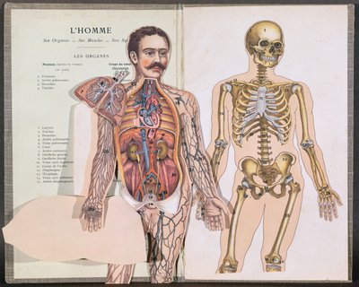 Mennesket, hans organer, hans muskler og hans skelet, fra Anatomie Elementaire af Dr. Lelievre af French School
