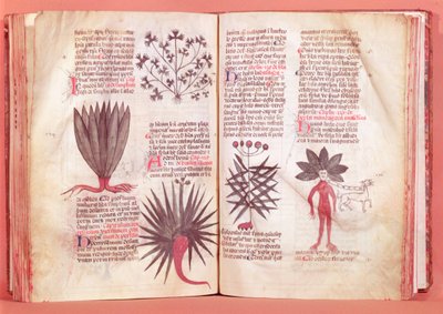 Mandrake, fra en traktat af Dioscorides (AD 40-c.90) af French School