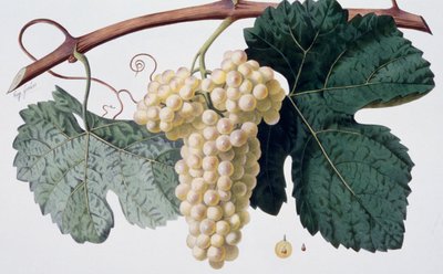 Marsanne-druesorten (Cotes du Rhone), ampelografi af French School