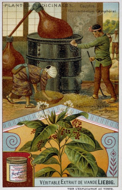 Lægeplanter: kamfer; forberedelse af kamfer i Japan - Chromo Liébig, v.1900 af French School