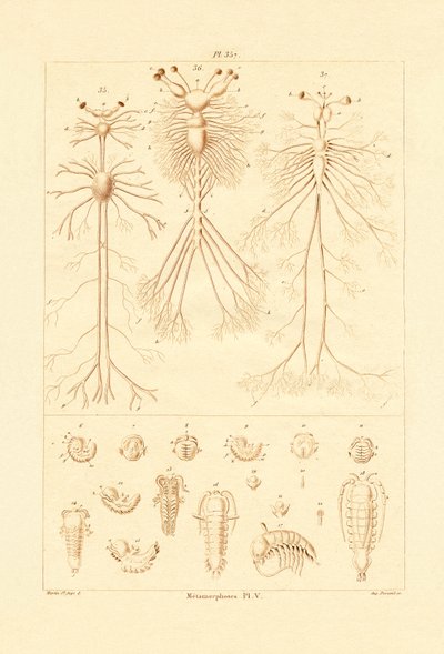 Metamorfose, 1833-39 af French School