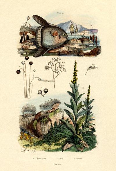 Skimmelsvamp, 1833-39 af French School