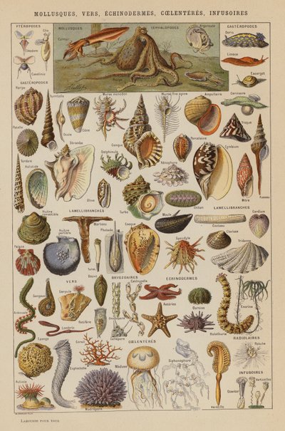 Bløddyr, orme, pighuder, coelenteres, infusorier (farvelitografi) af French School