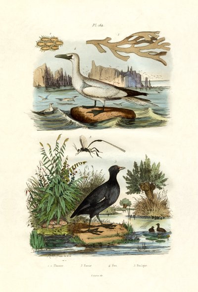 Mosedyr, 1833-39 af French School