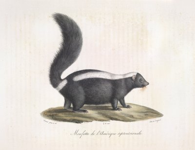 Stinkdyr. Skunk, fra Natural History of Mammals (farve litho) af French School