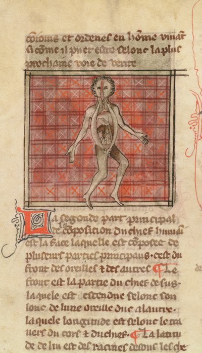 Ms 2030 fol.17 Anatomisk figur, fra La Chirurgie de Maitre Henri de Mondeville af French School
