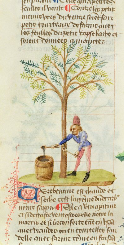 Ms Est 28 M.5.9 fol.165r Samler terpentin, fra Grand Herbier af Pedanius Dioscorides (ca. 40-90 e.Kr.) af French School