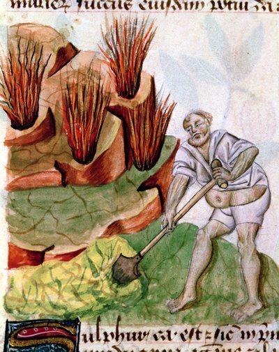 Ms Lat 993 L.9.28 f.123v Looking for Sulphur, fra Dioscorides De Herbis af French School