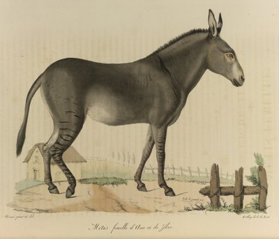 Metis kvinde. En hybrid. En krydsning mellem et æsel eller et æsel og en zebra, fra 