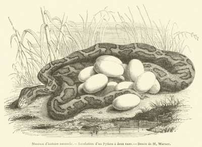Museum of Natural History, inkubation af en to-stribet python (gravering) af French School