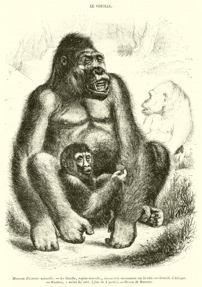 Naturhistorisk museum, Gorillaen (gravering) af French School