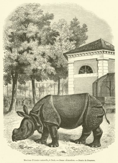 Museum of Natural History, i Paris, Ungt næsehorn (gravering) af French School