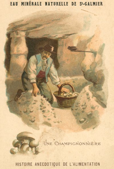 Svampeavler (chromolitho) af French School