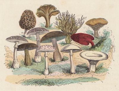 Svampe (farvet gravering) af French School