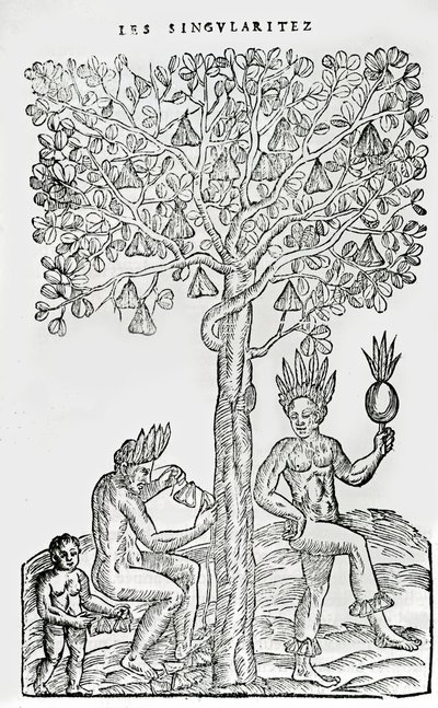 Nana fuit, lægeplante, illustration fra Singularities of France Antarctique, af Andre de Thevet, 1558 af French School