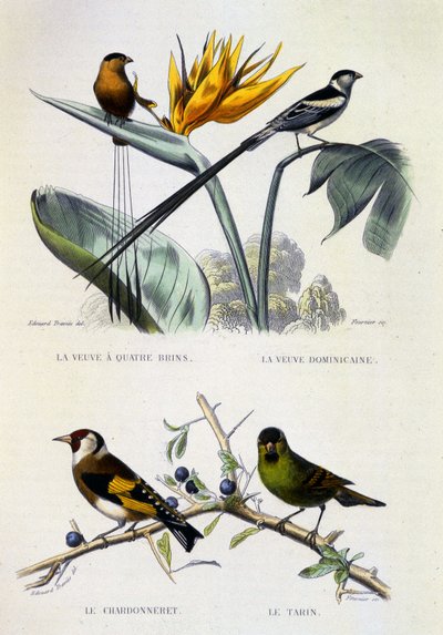 Naturhistorisk plade: Fugle: La Veuve a four strands, La Veuve dominique, Le chardonneret, Le Tarin - værker af Buffon, bind V, s.d. 19. århundrede. af French School