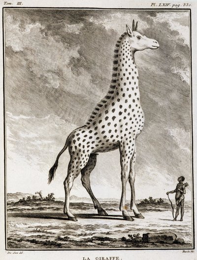 Natural History Plate: La Giraffe - i "" Natural History, General and Particular"" af Buffon af French School