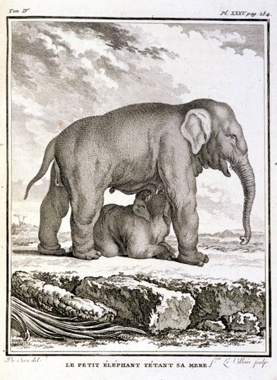 Natural History Plate: Den lille elefant, der håner hendes mor - i "" Natural History, General and Special"" af Buffon af French School