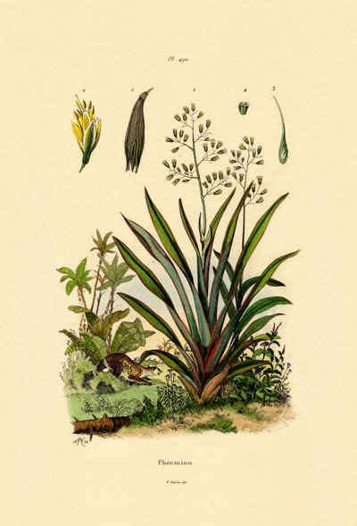 New Zealand Hør, 1833-39 af French School