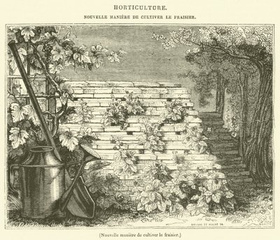 Ny måde at dyrke jordbær på (gravering) af French School