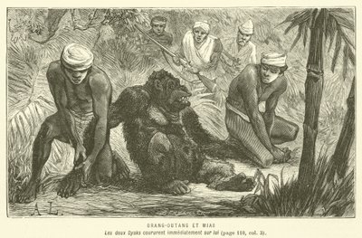 Orang-Outang Et Mias (gravering) af French School