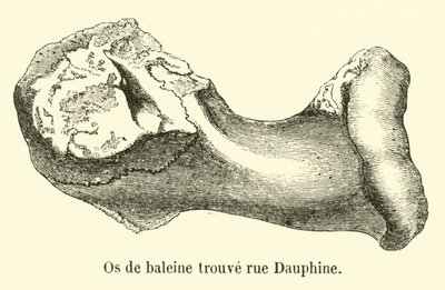 Hvalknogle fundet rue Dauphine af French School