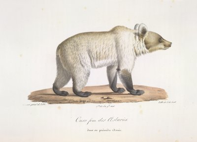 Bear fem fra Asturien. Kvinde spansk brunbjørn, fra Natural History of Pattedyr (farve litho) af French School