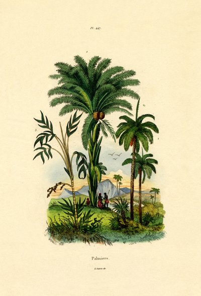 Palmetræer, 1833-39 af French School
