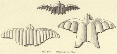 Sommerfugle af Plinius (gravering) af French School