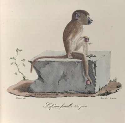 Meget ung hun Papion, en papionabe, fra 