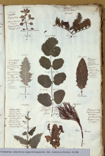 Philibert Commersons (1727-73) herbarium af French School