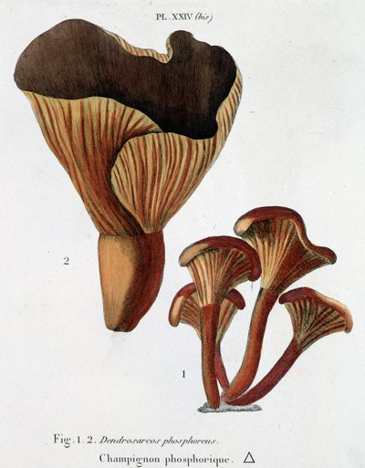 Fosforholdige svampe i Jean Jacques Paulet "" Treatise on champignons "", slutningen af ​​1700-tallet af French School