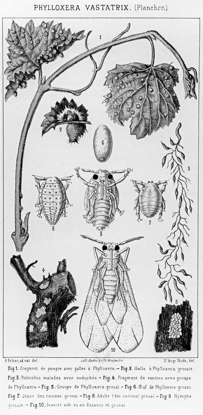 Phylloxera Vastatrix, ca. 1850 af French School
