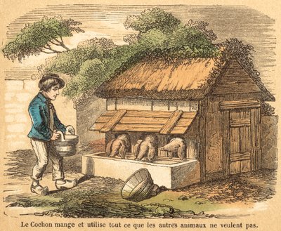 Schwein von French School