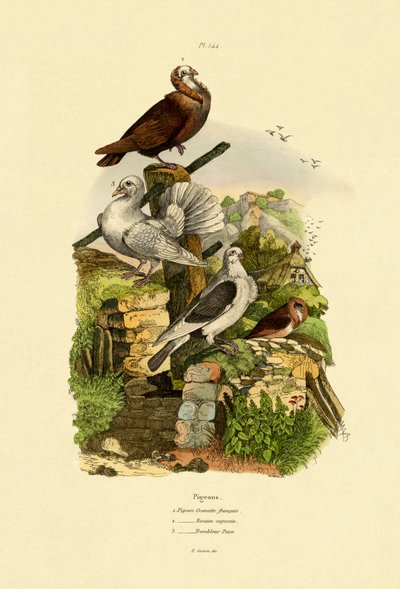 Duer, 1833-39 af French School