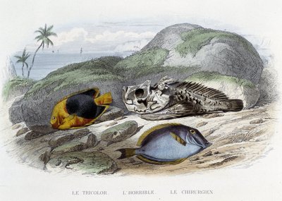 Fiskene: Tricoloren, den forfærdelige og kirurgen - i "Histoire Naturelle" af Lacépède, red. Veurne, Paris af French School