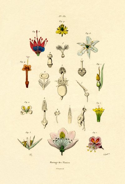 Plant Breeding, 1833-39dani af French School