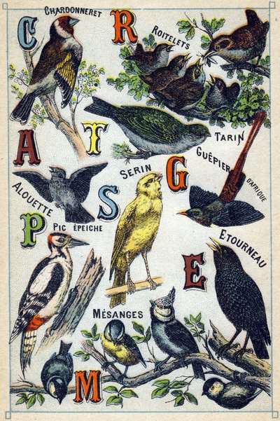 Tallerken 1: Guldfinke, Grændesmutte, Sisk, Lærke, Kanariefugl, Afrikansk Bi-æder, Spætte, Stær, Kyllinger. Indgravering i "Syllabary alfabet af fugle"". Serie A. Pellerin et Cie, trykkerier-forlag, Epinal, slutningen af ​​det 19. århundrede. Kromolitograf af French School