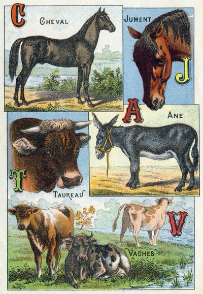 Plade 1: Hest, Hoppe, Tyr, Æsel, Køer. Indgravering i "Syllabary alfabet af husdyr og gård". Serie A. Pellerin et Cie, trykkerier-forlag, Epinal, slutningen af det 19. århundrede. Kromolitografier. Mål: 19,5 x 13,5 cm af French School