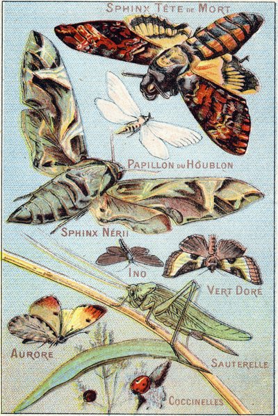 Plade 1: Skull Sphinx, Hop Butterfly, Sphinx Neri, Ino, Gold Green, Aurora, Grasshopper, Ladybirds. Indgravering i "Syllabary alfabet af sommerfugle og insekter"". Serie A. Pellerin et Cie, trykkerier-forlag, Epinal, slutningen af det 19. århundrede. Kromo af French School