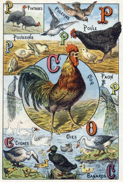 Plade 3: Perlehøns, duer, kyllinger, høne, hane, påfugl, svaner, gæs, ænder. Indgravering i "Syllabary alfabet af husdyr og gård". Serie A. Pellerin et Cie, trykkerier-forlag, Epinal, slutningen af det 19. århundrede. Kromolitografier . Dim: 19,5 af French School