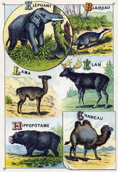 Plade 4: Elefant, Grævling, Lama, Elan, Flodhest, Kamel. Indgravering i "Syllabary alfabet af vilde dyr"". Serie A. Pellerin et Cie, trykkerier-forlag, Epinal, slutningen af det 19. århundrede. Kromolitografier. Lille 8-siders reklamealbum indeholdende et  af French School